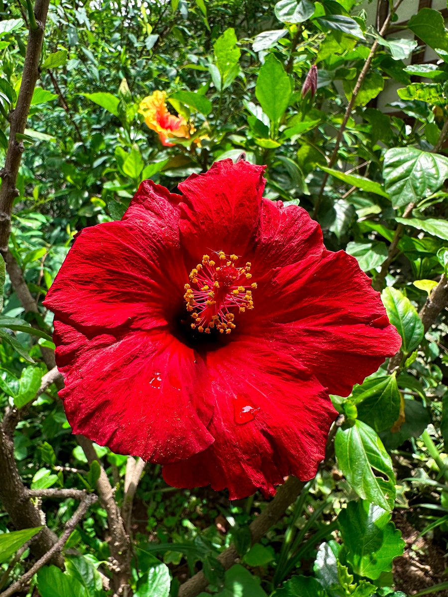 Ulrich Janse van Vuuren on Twitter: 