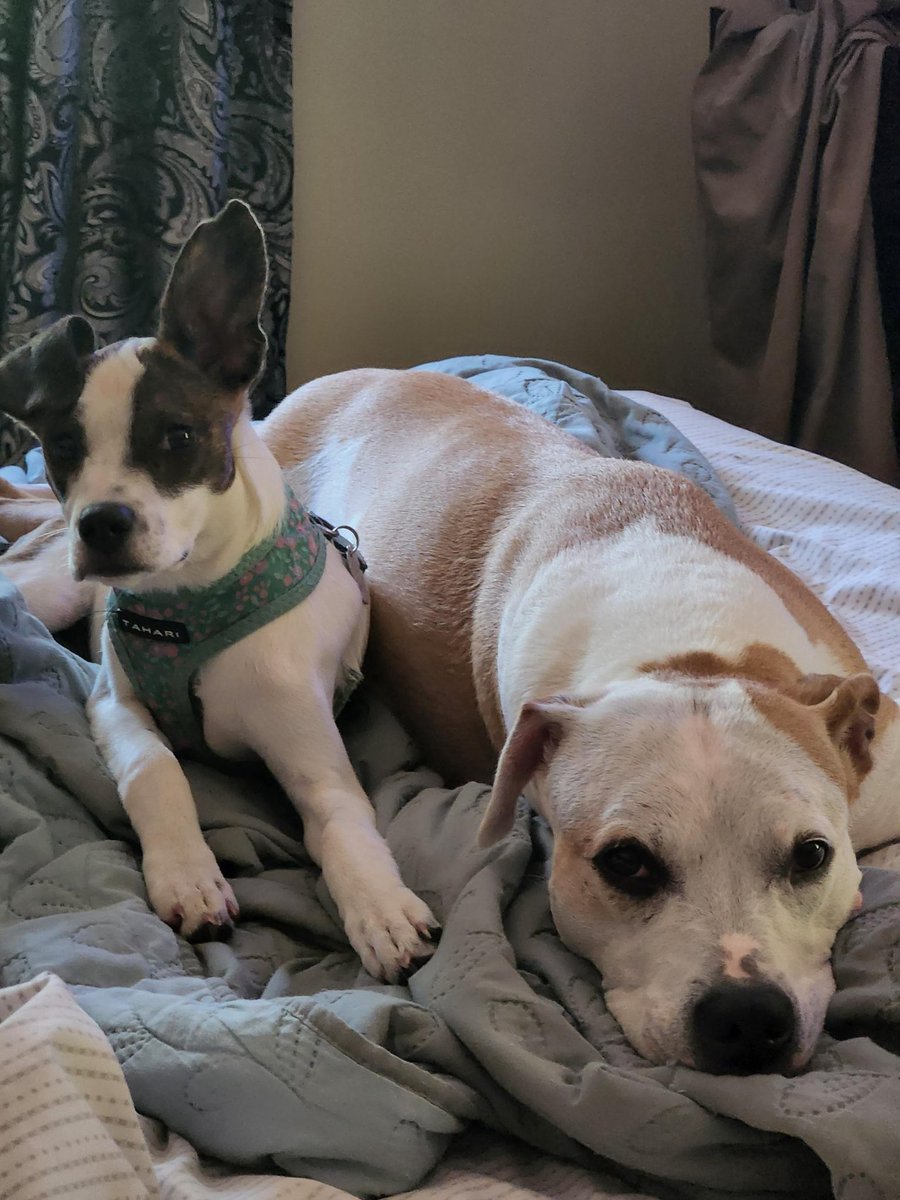 Nellie & Pippa DeSantis tweet media