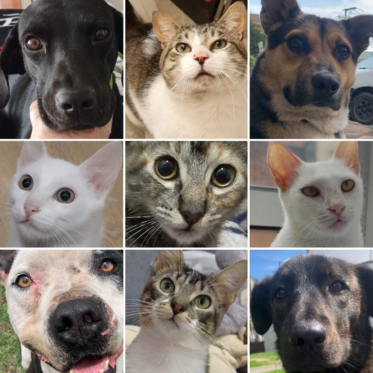 ¡Buenos días Familia Arca!
no olviden regalar segundas oportunidades, hoy es un buen día para adoptar, invitados todos a diligenciar su formulario en arcaluminosa.Org/adopta💚