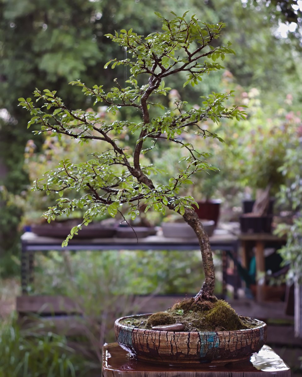 My Chinese Elm, tidied up and experimenting with longer exposure to capture water droplets :)
reddit.com/z5x5ik