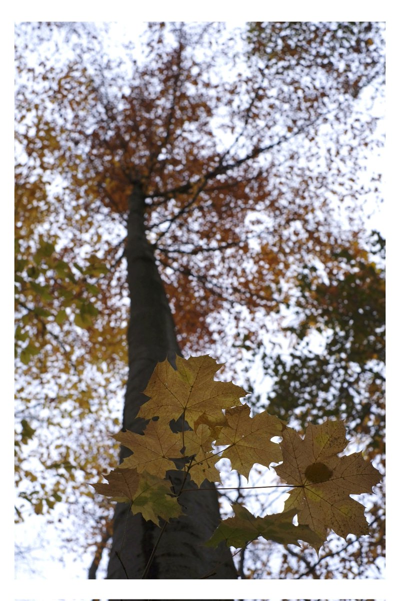Vegetal verse...
#lightupdate 
#measuringdaylight
#photography 
#photo 
#autumnleaves 
#autumn
#forest