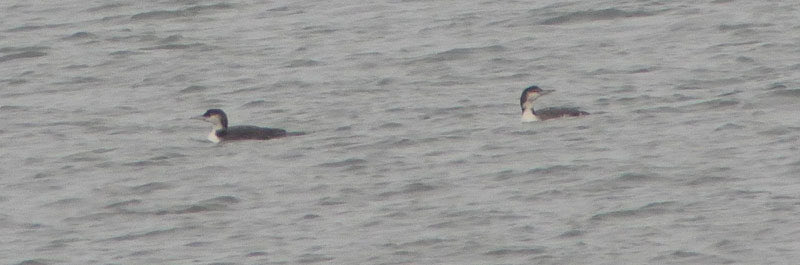 SouthSiderUK's tweet photo. Excellent morning for divers off Marske Churchyard; 1 Black-throated Diver feeding offshore, joined by these Great Northern Divers plus 10 Red-throated Divers. ⁦@teesbirds1⁩ ⁦@nybirdnews⁩ https://t.co/5N5iX5C6NX