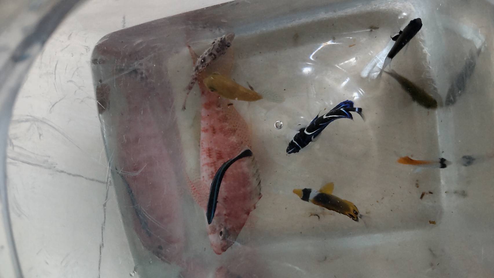 死滅回遊魚採集 Twitter Search Twitter