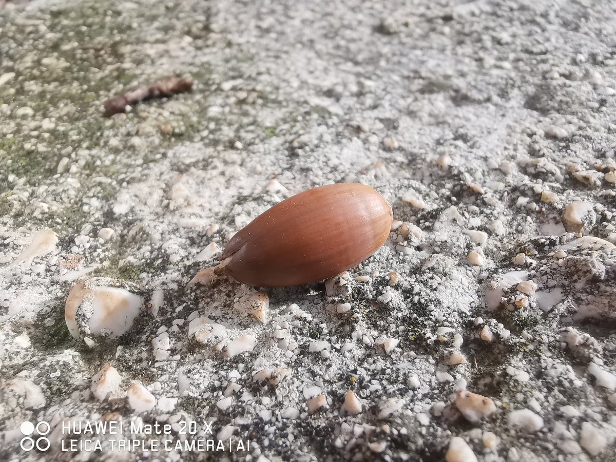 fabrizio_degni's tweet photo. Here you can see a few of shots of the #Huawei #Mate20X after the last firmware update. The #Macro mode is absolutely superb (it is a 2018 phone!). Colors are not saturated maybe a bit too neutral.
#HuaweiMate20X #capturedonhuawei https://t.co/rwJWsz9Hw5