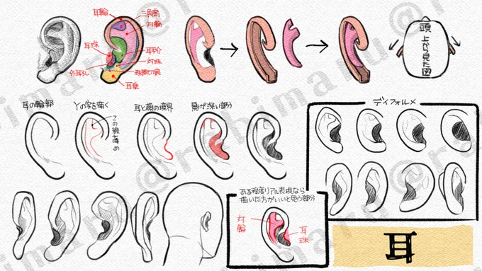 『耳』
が難しいと聞いたので耳だけ描きだしてみた
耳たぶ小さかったり大きかったり耳の形もそれぞれだから形は気にしなくていいと思うけど、造形だけどれくらいの表現がいいか考えてみた
あとディフォルメ 