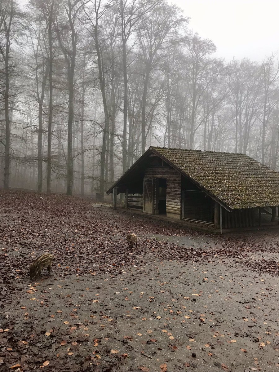 fusseltroll's tweet image. Schönen Sonntag ✨ #ErsterAdvent 🕯