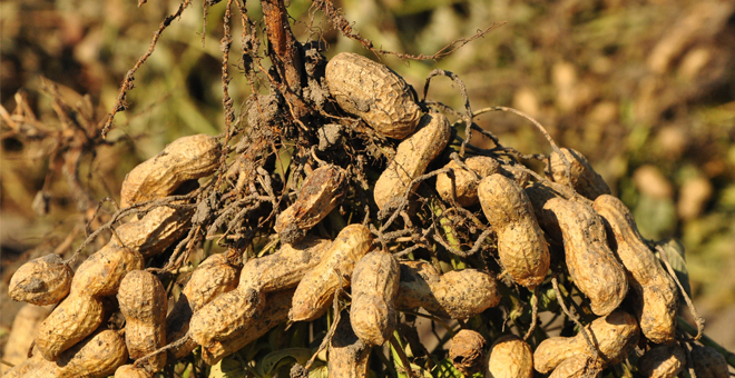 Sadece dün, ülkemizden ihraç edilen;
Yer fıstığında aflatoksin...
Portekiz'den iade edildi.
Antep fıstığında aflatoksin,
Fransa'dan iade edildi.
Limonda imazalil,
Bulgaristan'dan iade edildi.
Anadolu toprakları ve ürünlerimiz zehirlenirken, haberini Avrupa'dan alıyoruz.
@tctarim