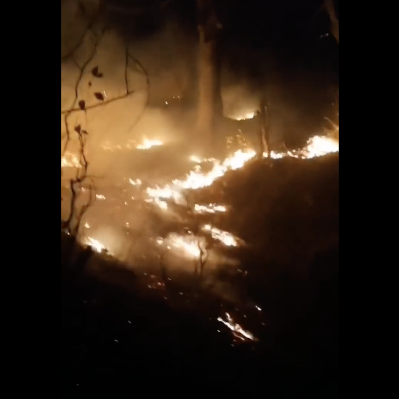 Dooneh_A's tweet photo. 🆘Many protected &amp; endangered species lives are at grave risk as the #Hirkanforests burn in #Gilan. The #Caucasuspheasant, #Caspiantit, #Caspiantiger, #brownbear, #Asianleopard, #stripedhyena, Fox/Wolf etc. @IranianPlateau

#forestfire
#wildlife 
@Dr_jane_goodall 
@ClarenceHouse https://t.co/Q3xDijc52y