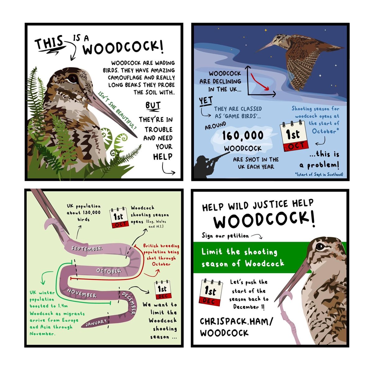 Can we get 70,000 signatures on our @WildJustice_org petition to limit the shooting season of woodcock by midnight tonight ? C’mon - just 916 to go . . . chrispackh.am/woodcock