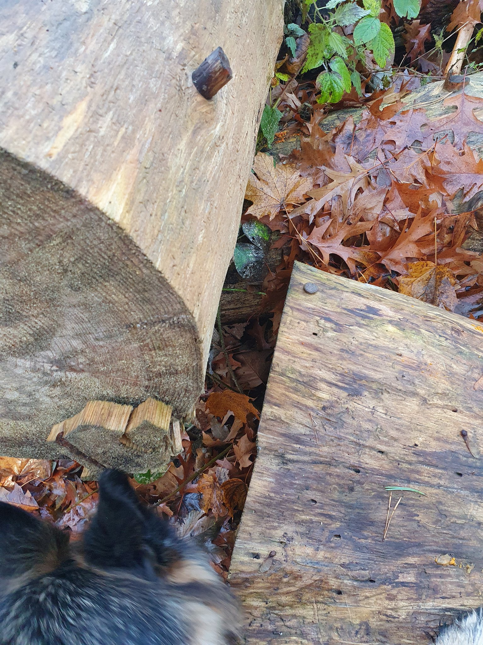 Grace Wachsamkeitsministerin On Twitter Ich Suche Im Wald Immer