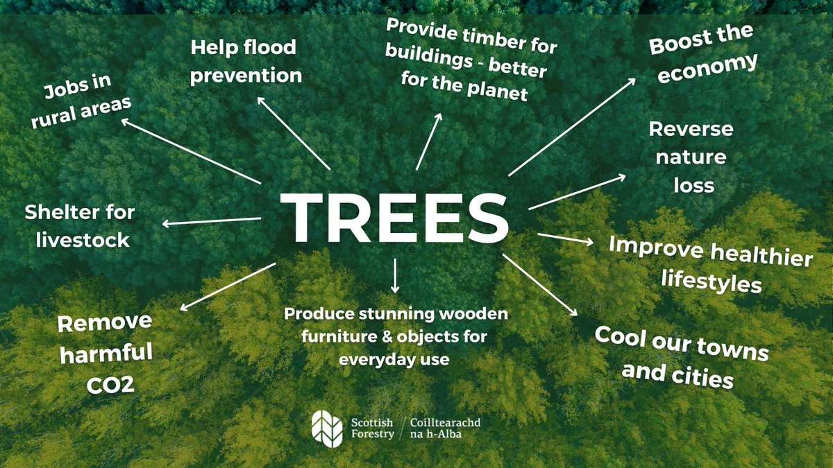 Scottish Forestry tweet media