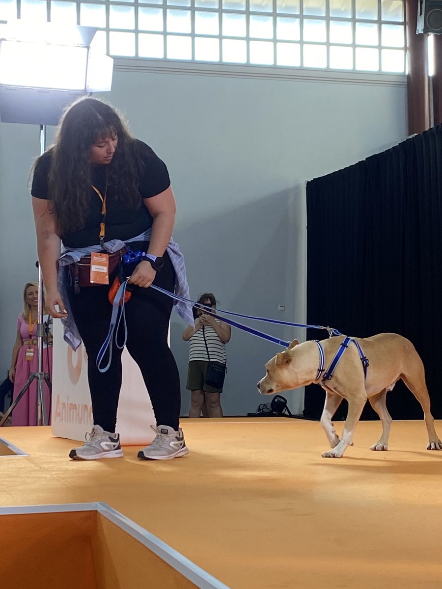 infecar's tweet photo. ¿Serás tú quién le de hoy un nuevo hogar a alguno de los canes que desfilarán por esta pasarela?

Comienza la primera pasarela de adopción de la jornada de hoy.  Con @ArmandoRavelo, director canario, como maestro de ceremonias. 

 #Feria #RecintoFerial #GranCanaria #Animundo2022 https://t.co/RTudUEoNlR
