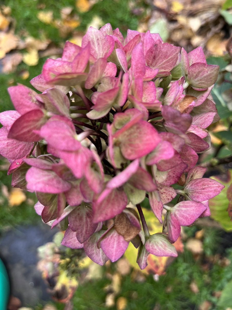 AmooreLouise's tweet photo. In the garden, expecting November jobs & finding more #ClimateConfusion #garden #November https://t.co/EFpCFiR0my