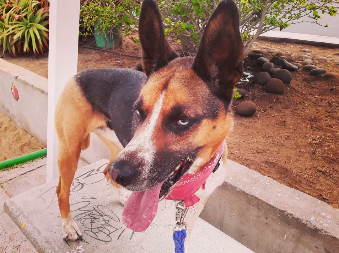 tom_ratm_237's tweet photo. Paseo de domingo con el Lemmy 🐶
IG https://t.co/EjmRBUilcJ
#Perritos #perrosrescatados #perrosadoptados #TenenciaResponsable #AdoptaNoCompres #Amputee #Tripoddogs #Tripawds https://t.co/6ERjAyc63G