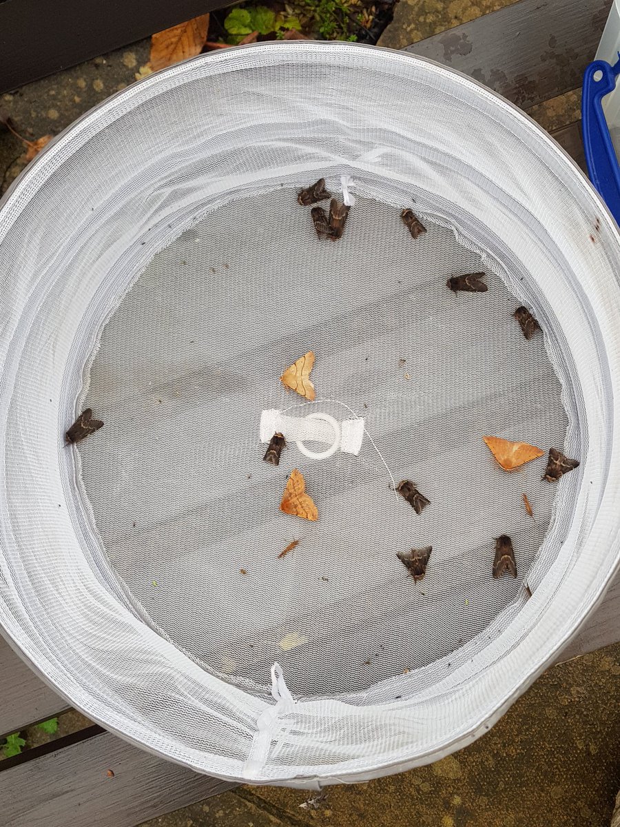 Seb Buckton (@sebinnature) on Twitter photo A good haul from the garden (VC34) last night. Amongst plentiful December Moths and Feathered Thorns were a Crocidosema plebejana (a <a href="/MigrantMothUK/">Migrant Lepidoptera</a> ?), Rusty-dot Pearl and Angle Shades, and an Acleris umbrana. 40 of 10 in all. A good haul from the garden (VC34) last night. Amongst plentiful December Moths and Feathered Thorns were a Crocidosema plebejana (a <a href="/MigrantMothUK/">Migrant Lepidoptera</a> ?), Rusty-dot Pearl and Angle Shades, and an Acleris umbrana. 40 of 10 in all.