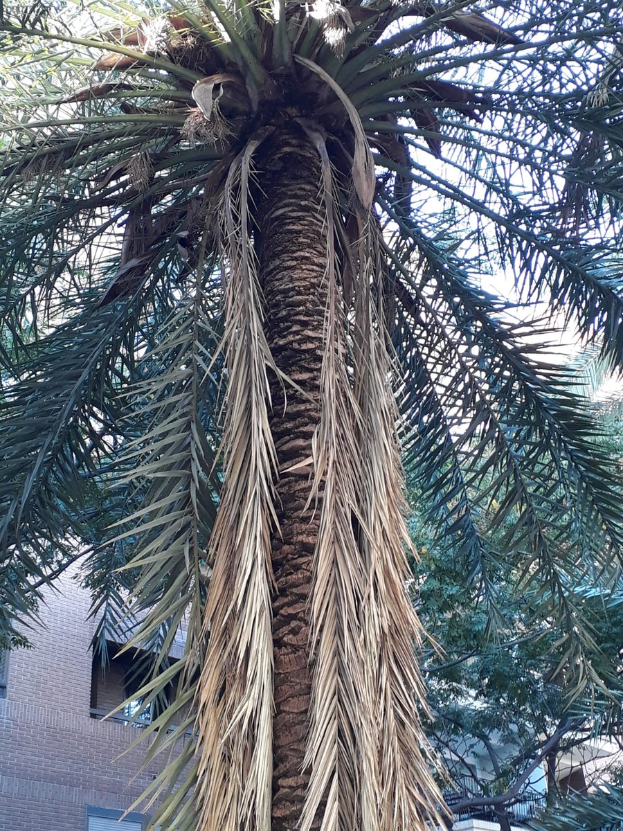 José Tarrega tweet media