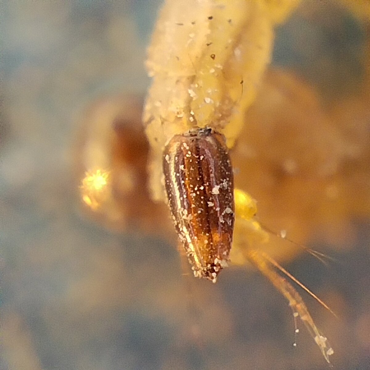 zaibi308's tweet photo. Aedes egypti larva https://t.co/XKSMFlzKLN