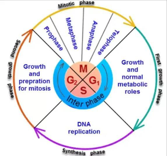 DNA Synthesis

This will be a look at the process of DNA synthesis.