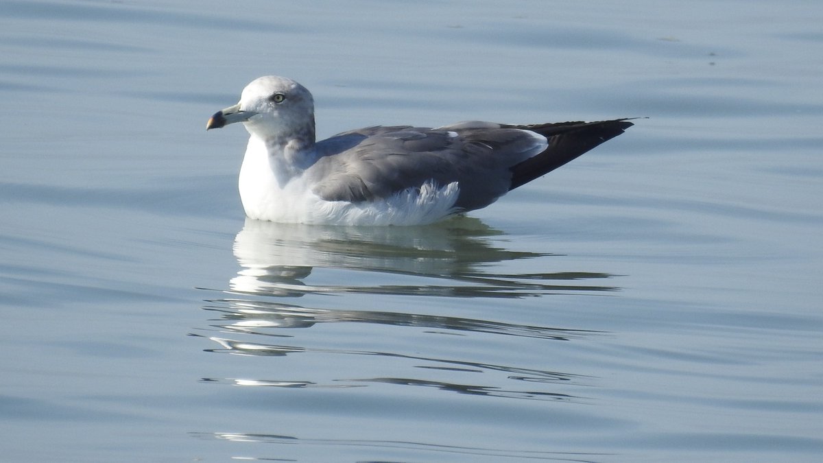 numenini's tweet photo. In the #Getbol, Korean Tidal Flats #WHS, wonderful roosting flock of Eurasian Oystercatchers, Eurasian Curlews & Dunlin out on the flats at Yubudo, while Great-crested Grebes & Great Egret carried on fishing. Black-tailed Gull is the common 1 in South Korea. #BirdsSeenIn2022 8/18 https://t.co/62d89sQKsV