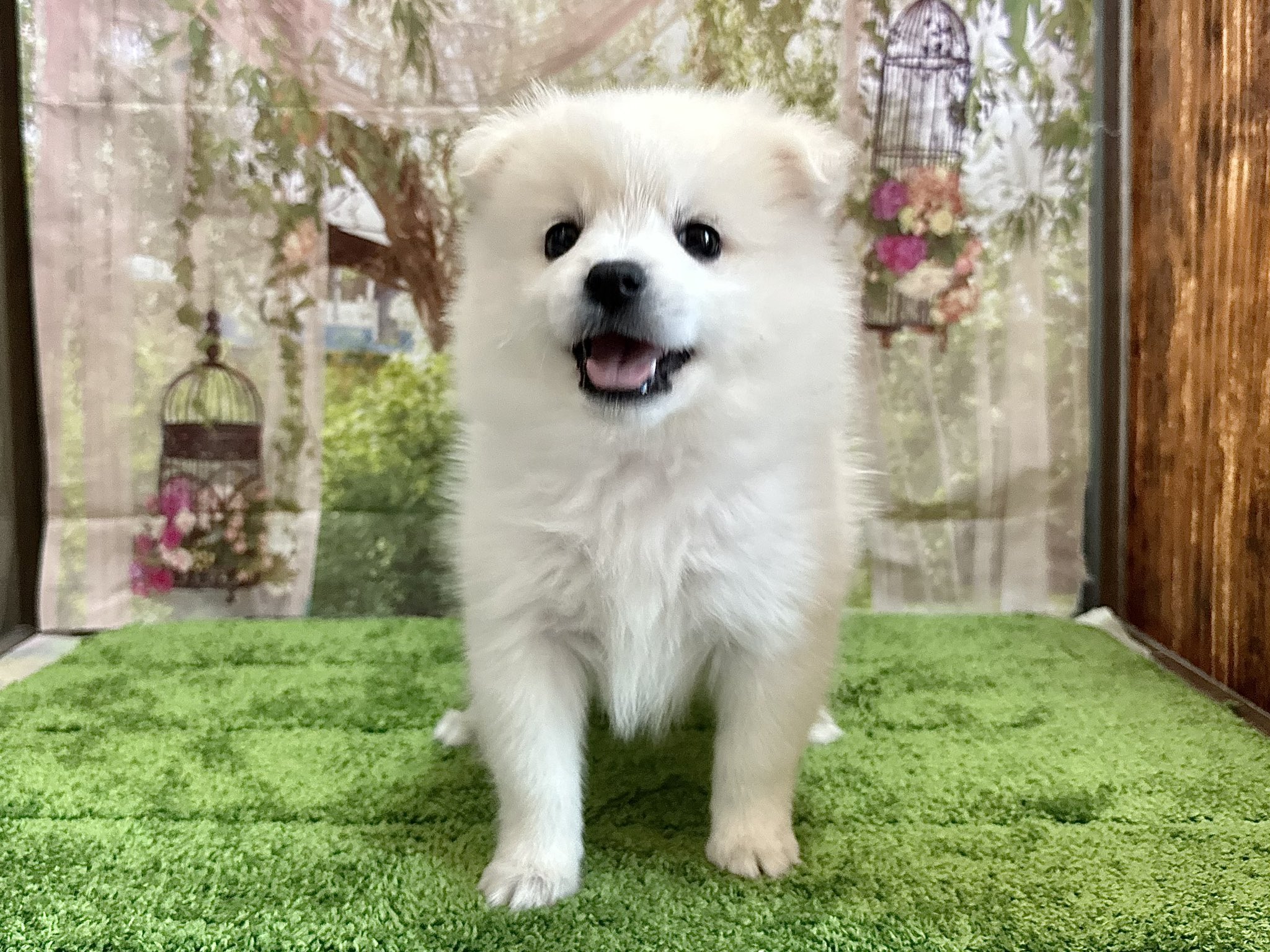 White Lab 日本スピッツブリーダー R Whitelab Twitter