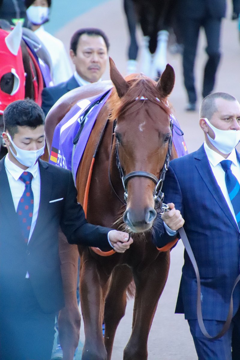 donutumauma's tweet photo. 2022/11/27*ジャパンカップ🏆
#テュネス 🐴
#tunnes 🐴🇩🇪
お耳が長くて耳毛もみっちり、わたしのタイプどまんなかのお顔でした😇好き😇 https://t.co/gghNUa0bY4