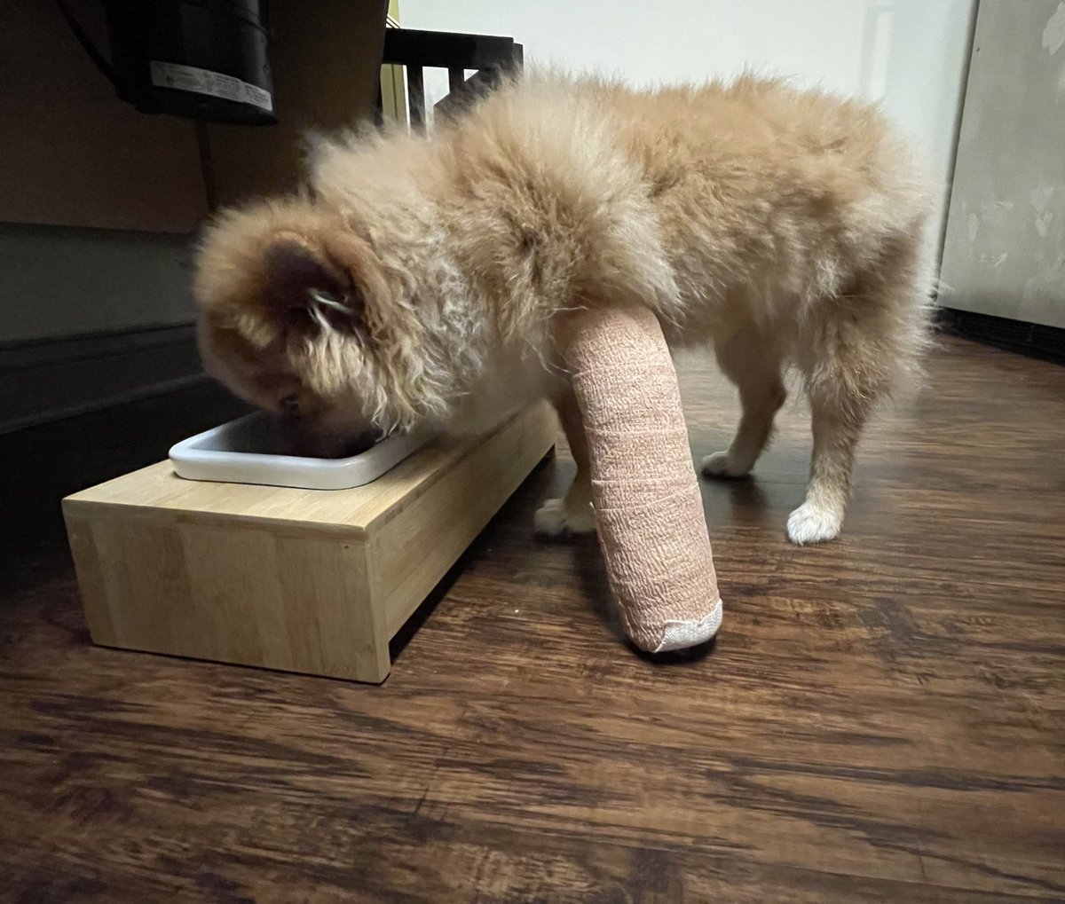 fuckthecult's tweet photo. Quick life update:
-got a dog
-cat attack dog
-dog fall off couch
-brokey dog https://t.co/2o25IM5bKx
