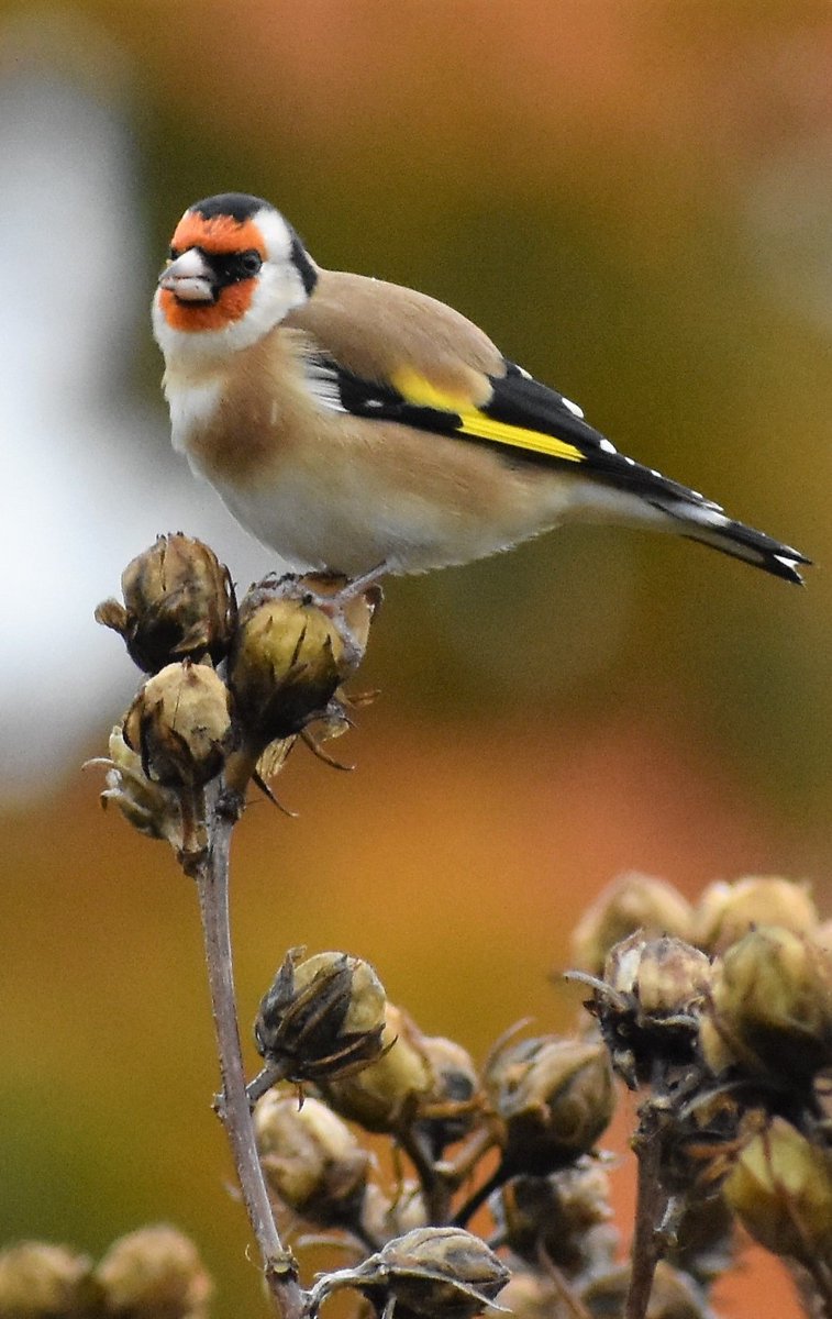 Goldfinch feeding on hibiscus seeds in our front garden 
<a href="/SussexWildlife/">Sussex Wildlife Trust 🦔</a> 
<a href="/NatureUK/">NatureUK</a>