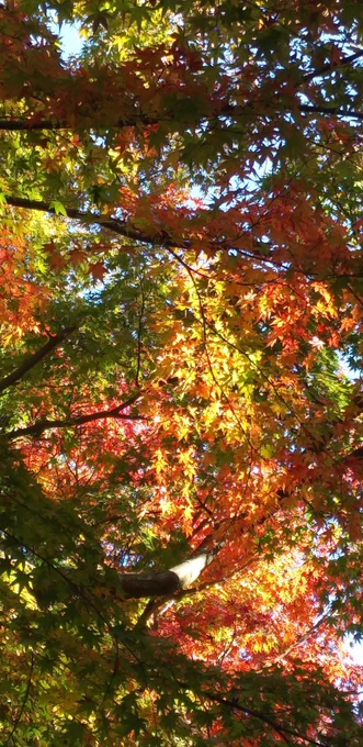 昼紅葉 