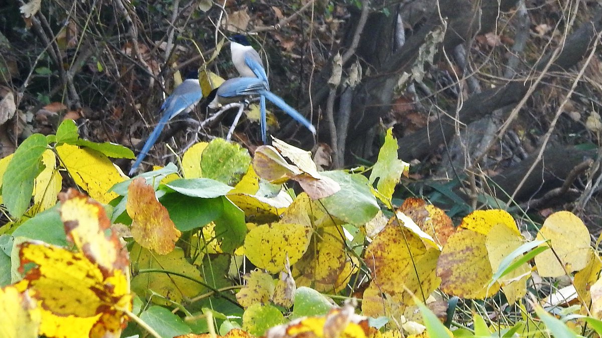 numenini's tweet photo. Living among the 50 households on Yubu Island are Tree Sparrows, Azure-winged Magpies and Common Kestrel. Greeting seafarers on the return to the Seocheon mainland are Feral Pigeons. #BirdsSeenIn2022 #Yubudo #Seocheon #RepublicOfKorea #RoKorea #getbol #Korea #SouthKorea
9/18 https://t.co/HWueTEmOyp