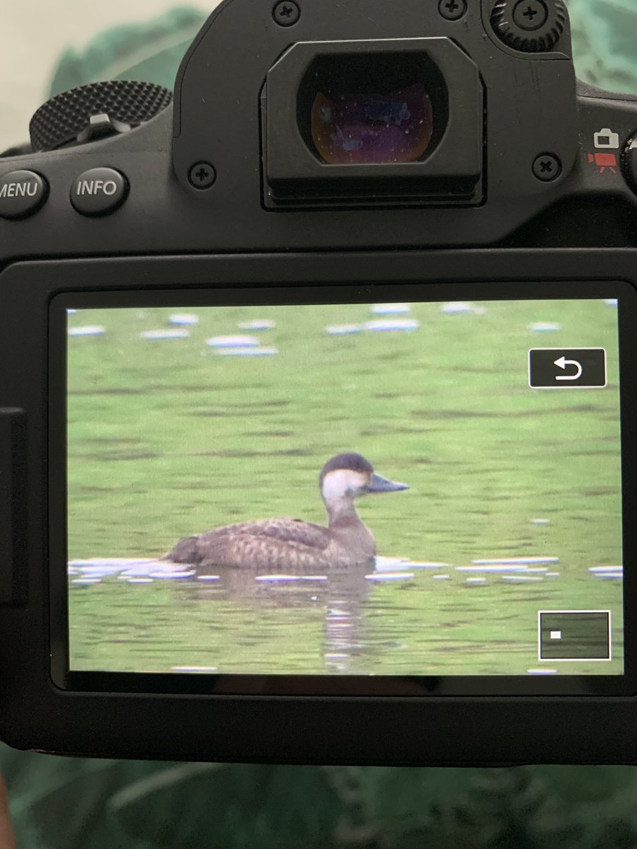 Weekendbirder's tweet image. Still at YR but now on bottom res