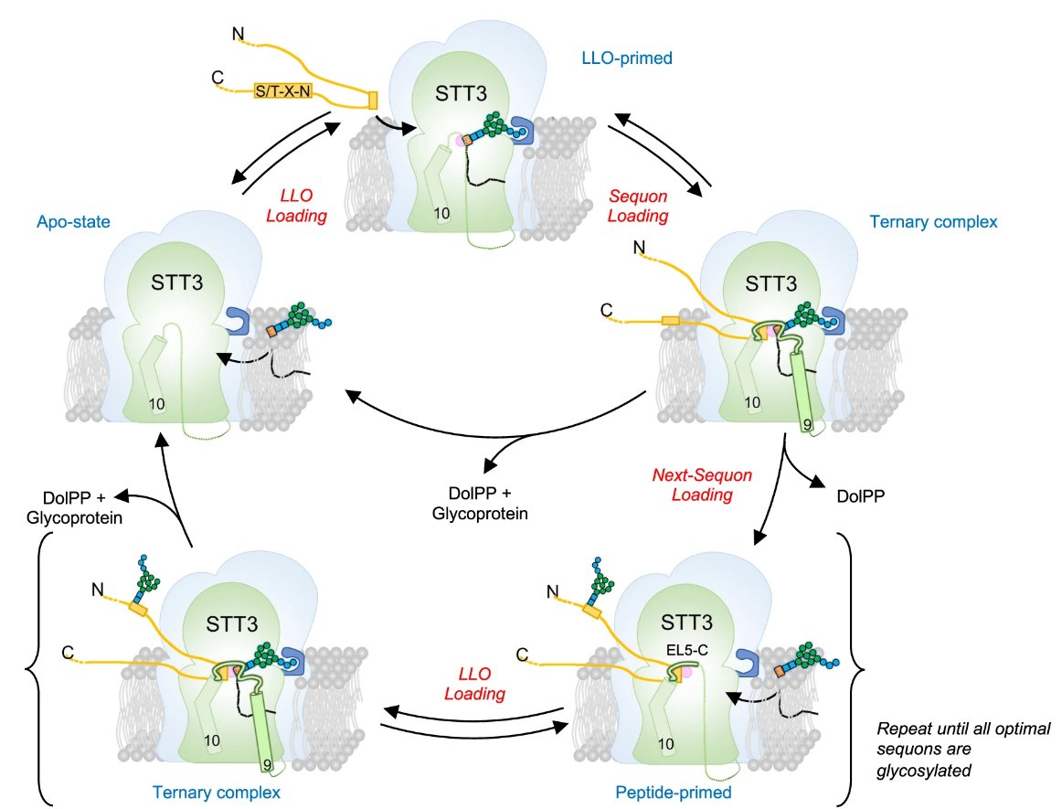 🔥Check our latest paper <a href="/NatureComms/">Nature Communications</a> <a href="/reymondgroup/">Reymond Group</a> <a href="/jrjrjlr/">Jean-Louis Reymond</a> <a href="/M_deCapi/">M.deCapi</a> <a href="/Giorgio_P_/">Giorgio Psc</a>, a very successful collaboration with <a href="/lab_locher/">Locher Lab</a> and Markus Aebi’s lab! Congrats to @a_s_ramirez and all co-authors for this fascinating work! 
👉nature.com/articles/s4146…