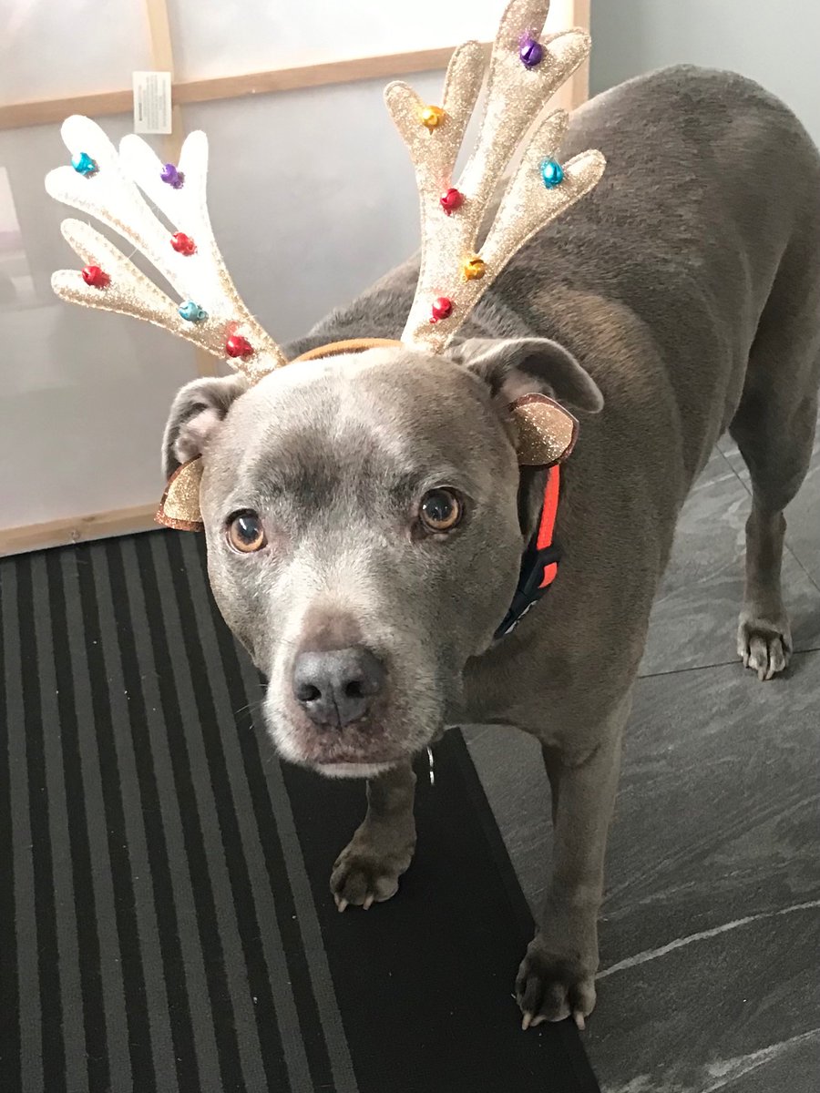 and the cats meow tweet media