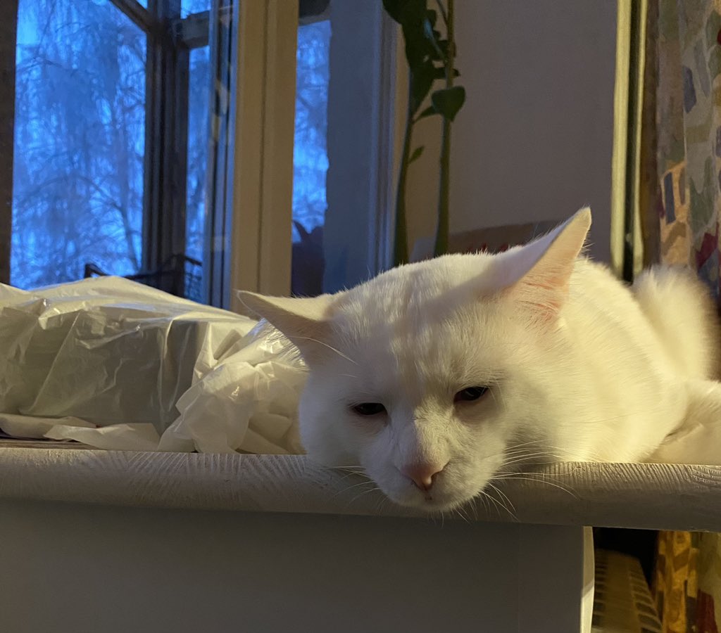 Mom’s cat🫶🏻