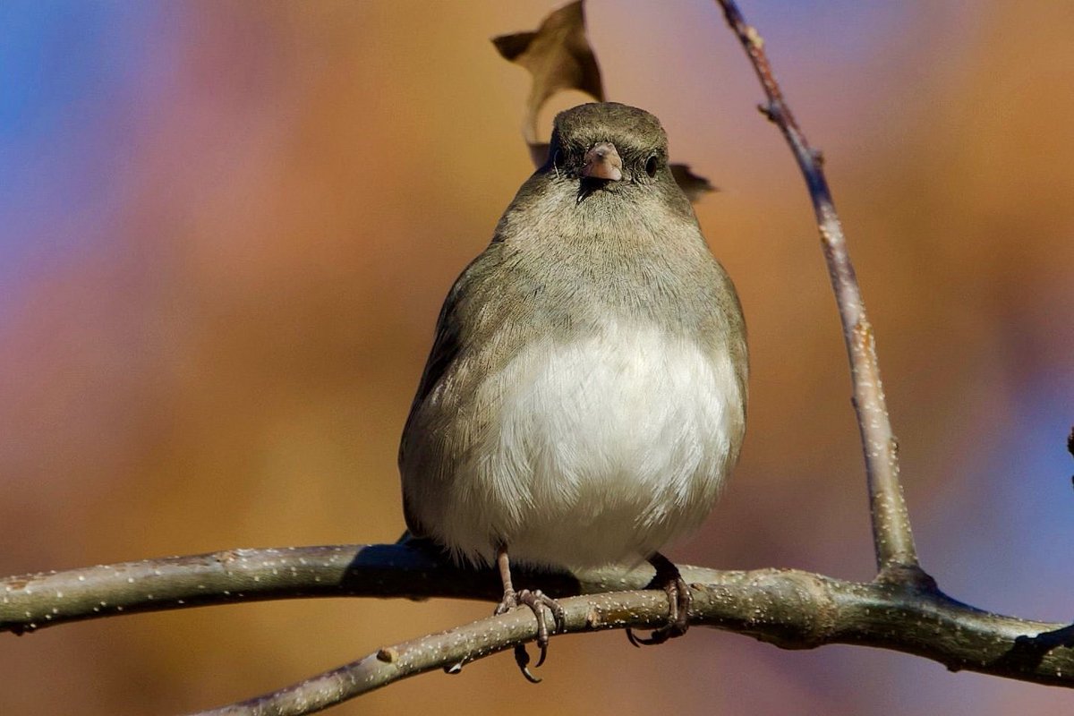 Dark-eyed Junco - taking a wee break from foraging to admire Central Park and it’s beautiful autumnal backdrop. #darkeyedjunco #centralpark #audobonsociety #sparrow #birdcpp