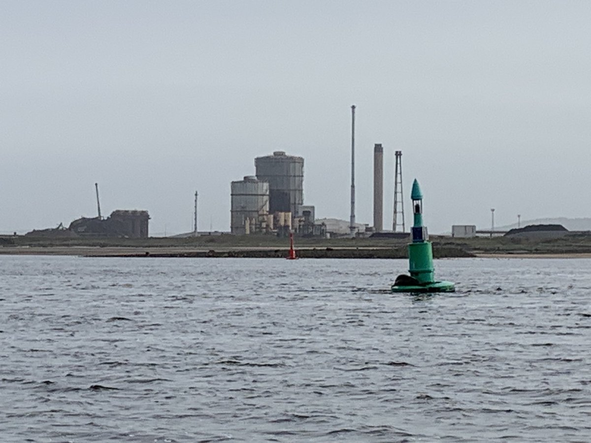 JonKiddd's tweet image. Dexterous seal hauled out on Tees channel buoy.