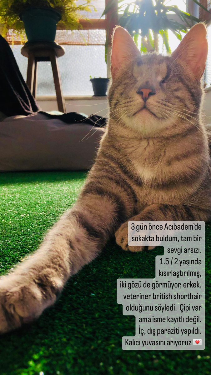 pittyperest's tweet photo. Kayıp olabilir mi ? https://t.co/YyncQvCv62