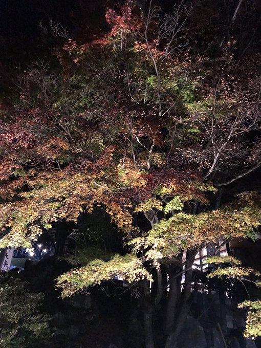 「森林 夜」のTwitter画像/イラスト(新着)｜4ページ目