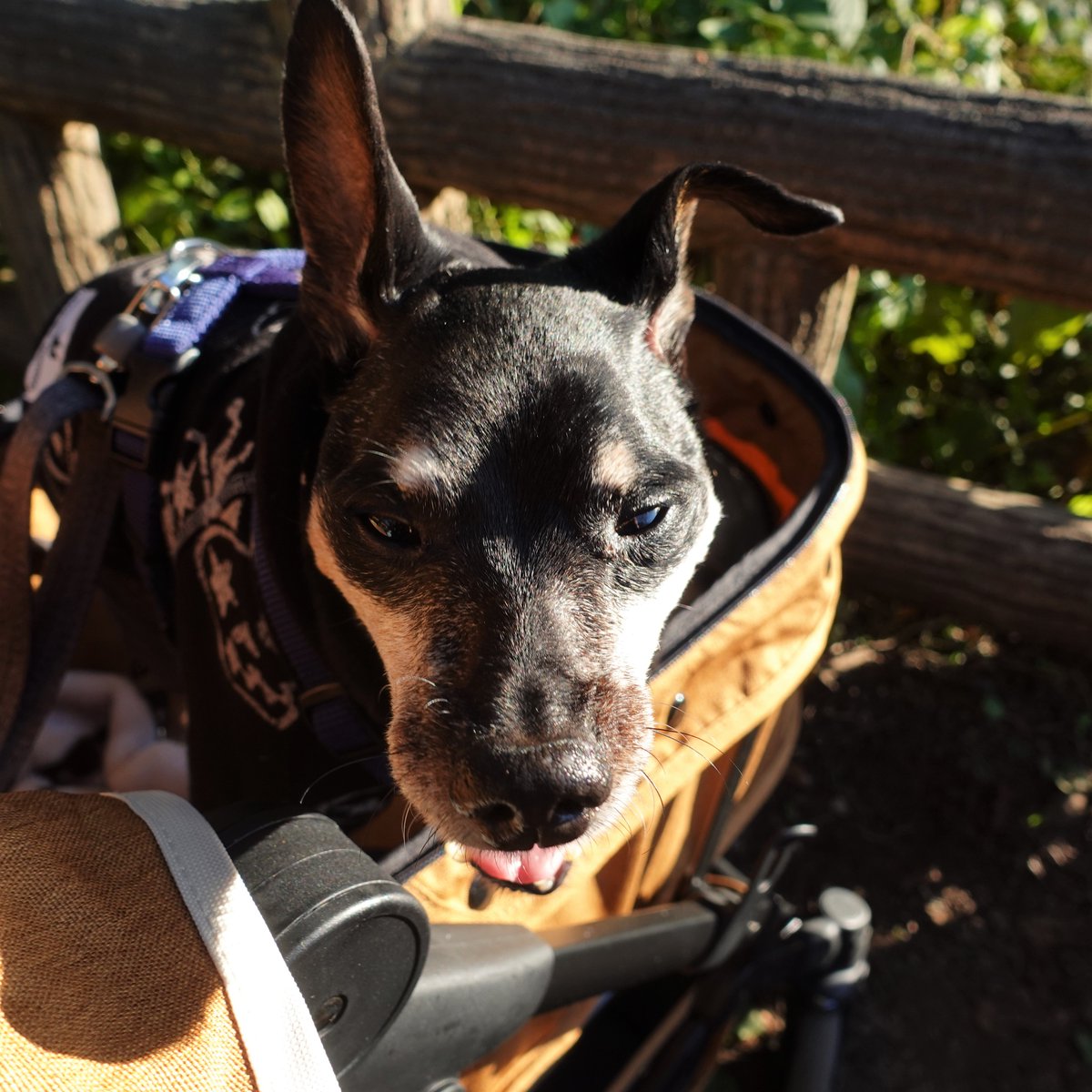 マサコ様❤ジャックラッセルテリア 印鑑スタンド♡ブランコ オブジェ♡