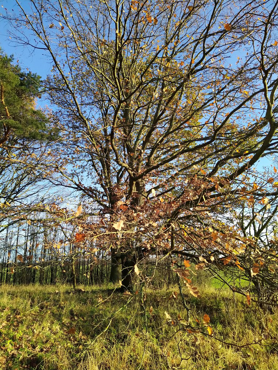 Gartenmom's tweet photo. 🍁🚴☀️🍁 🍂🍂 Fahrradrunde und #erstenAdvent https://t.co/bzGwwxe3eG