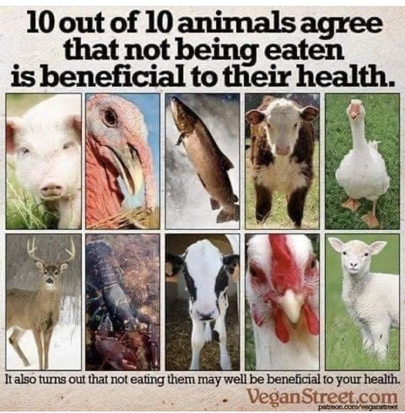 🌱🌱VeganSue 🌱🌱 (@seery_sue) on Twitter photo 
