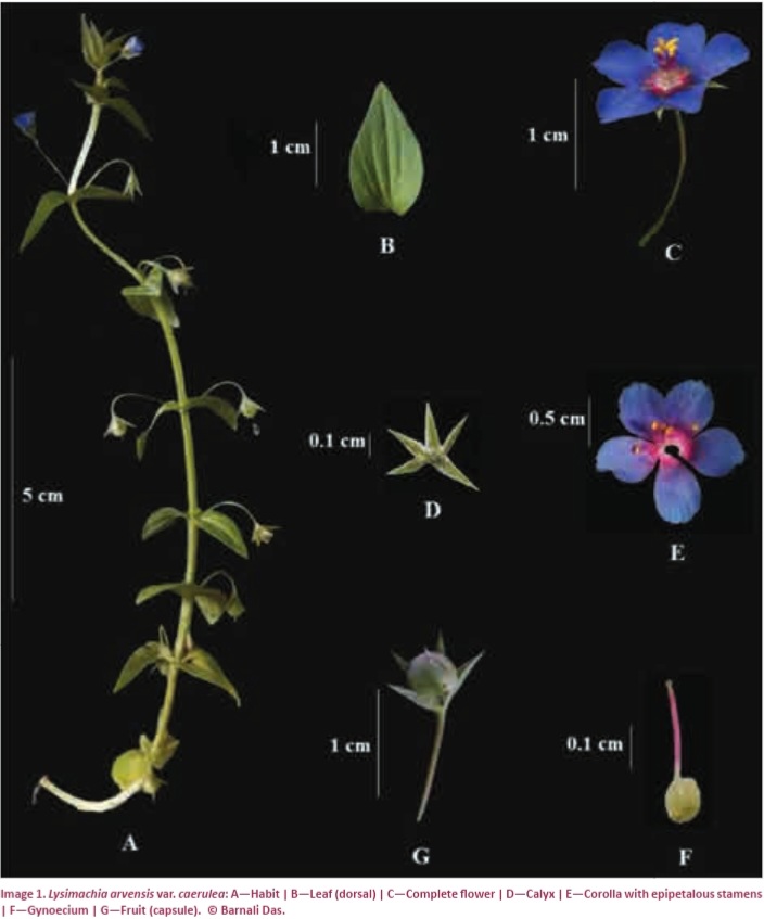 roopak1966's tweet photo. Lysimachia arvensis- A new addition to Assam’s flora. Found in Kamrup district by researchers from Gauhati University. #Kamrup #Assam #newflora #Lysimachia arvensis #Gauhati University https://t.co/qNT4OMQxsB