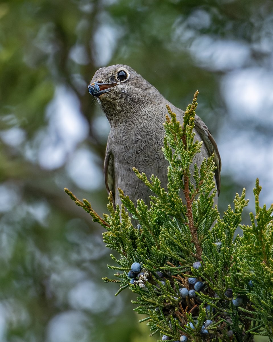 hubbnyc's tweet photo. This Townsend's Solitaire, a western vagrant, likes the berries out east
This morning at Hammonasset Beach SP in Madison, CT today
#birdtwitter #birdphotography #ctnaturefans #townsendssolitaire #nikonz9 https://t.co/v9A1dQvDtB