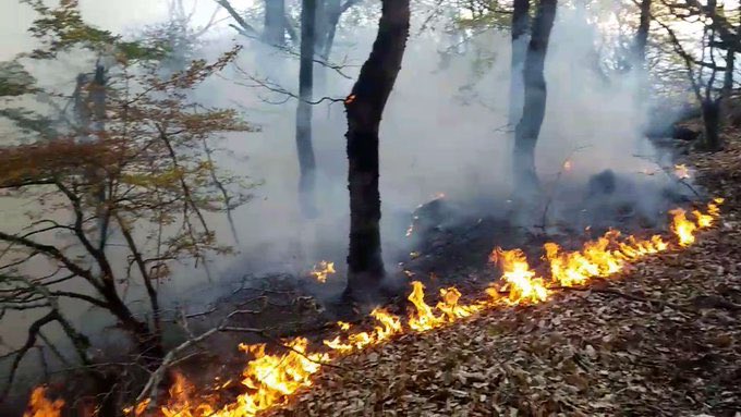 yasiimah's tweet photo. @ItsGoj0 @audubonsociety The most beautiful and oldest forest #HyrcanianForests in Iran has been burning for 6 days and the authorities Don't help People are fighting the terrorists of the Islamic Republic with their bare hands in the street and at the same time they have to fight the fire that they lit https://t.co/8qXJOb2M0O