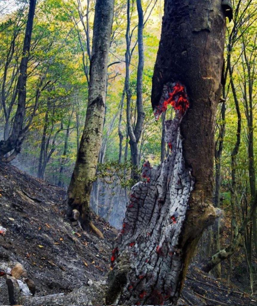 yasiimah's tweet photo. @ItsGoj0 @audubonsociety The most beautiful and oldest forest #HyrcanianForests in Iran has been burning for 6 days and the authorities Don't help People are fighting the terrorists of the Islamic Republic with their bare hands in the street and at the same time they have to fight the fire that they lit https://t.co/8qXJOb2M0O