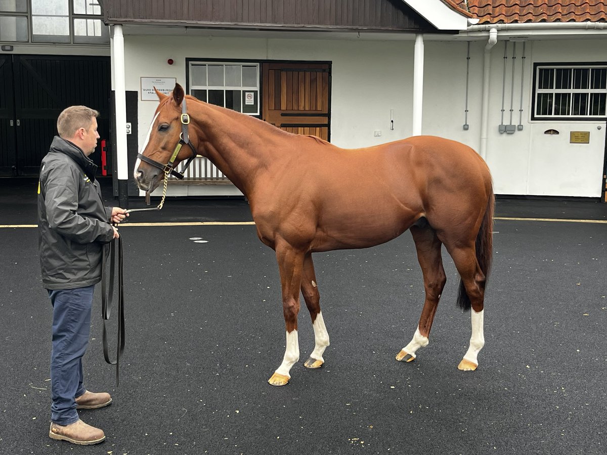 SophiexJane's tweet photo. Sunday attending stallion shows and Tatts sales before day 1 of Mares and Fillies starts tomorrow. Pleasure to meet lovely Frankel, Sea The Moon, Kingman, Stradivarius, Lope Y Fernandez and Study of Man. Plus got to see beautiful Alpinista too! Great day with @VitruvianB https://t.co/oZB0mE7trP