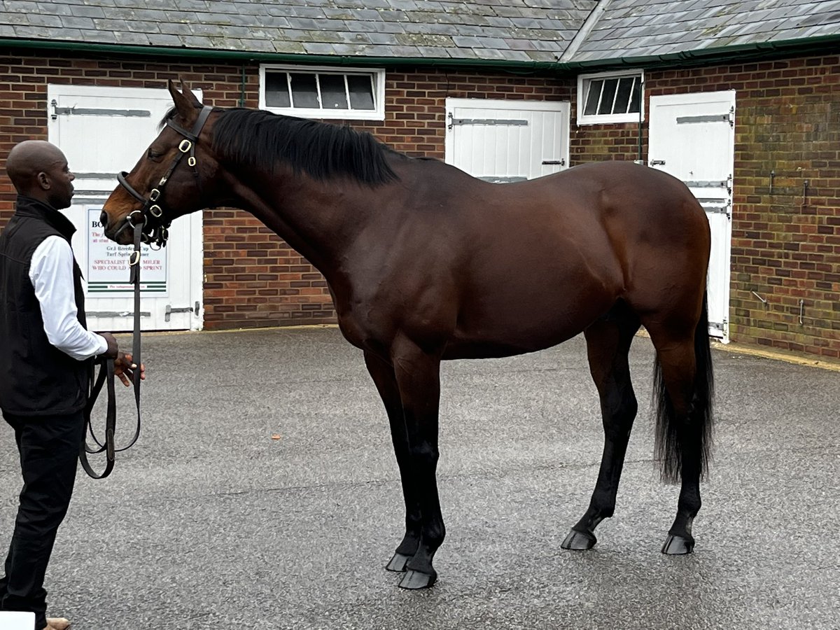 SophiexJane's tweet photo. Sunday attending stallion shows and Tatts sales before day 1 of Mares and Fillies starts tomorrow. Pleasure to meet lovely Frankel, Sea The Moon, Kingman, Stradivarius, Lope Y Fernandez and Study of Man. Plus got to see beautiful Alpinista too! Great day with @VitruvianB https://t.co/oZB0mE7trP