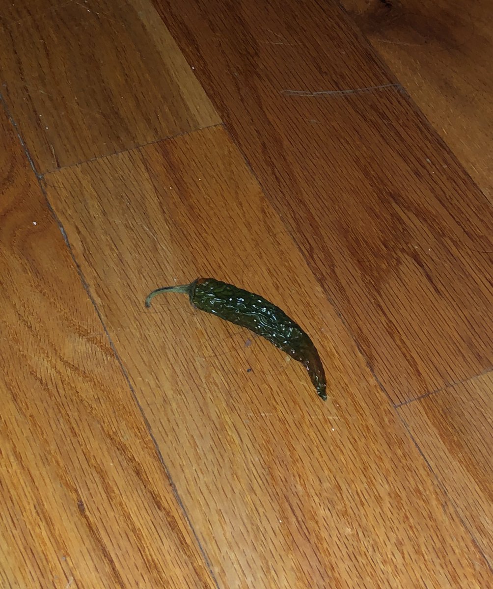 mo_tomasetti's tweet photo. me: ummm?? did u put this under my bed?
him: i’ve been looking for that!!! https://t.co/J6UpWVEh8t