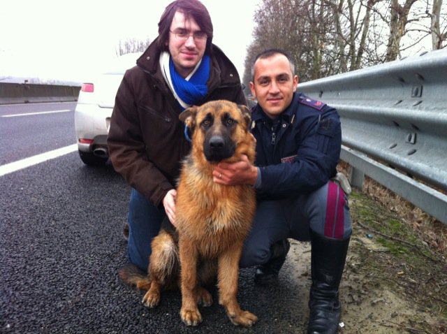 EnnioRe's tweet photo. Ho ancora il ricordo di questo povero cane abbandonato sull'autostrada. Guardate il suo sguardo... dice tutto! Solitudine, paura, morte!!! https://t.co/ozXI6Ylq2V