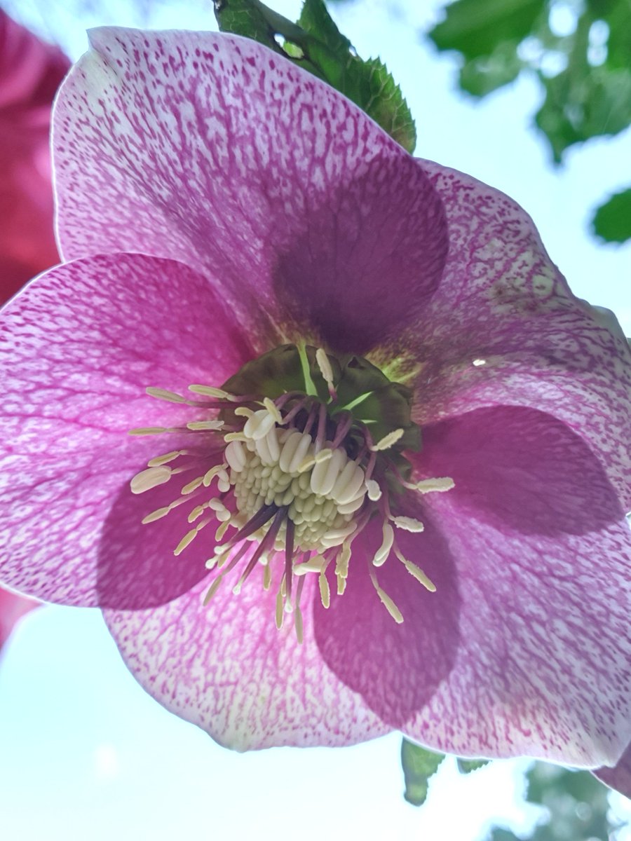 💜🌿🌸Oo er, it's X for today's #AlphabettyBlooms so please pardon a total cheat here: 🎄🌹Xmas #rose (or #hellebore) 😉to wish all the #Flowers #flowerphotography team happy #sundayvibes 🌿 @sjholt50 @VenetiaJane @christinedemar @DavidMariposa1 @ProfessorFlying @LisaMSutch 💜🌿