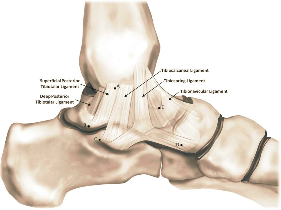 Physio Meets Science on X: The Deltoid Ligament Complex 🦶 https